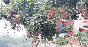 সোনারগাঁয়ে লিচুর