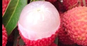 লিচু