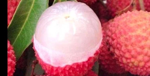 লিচু